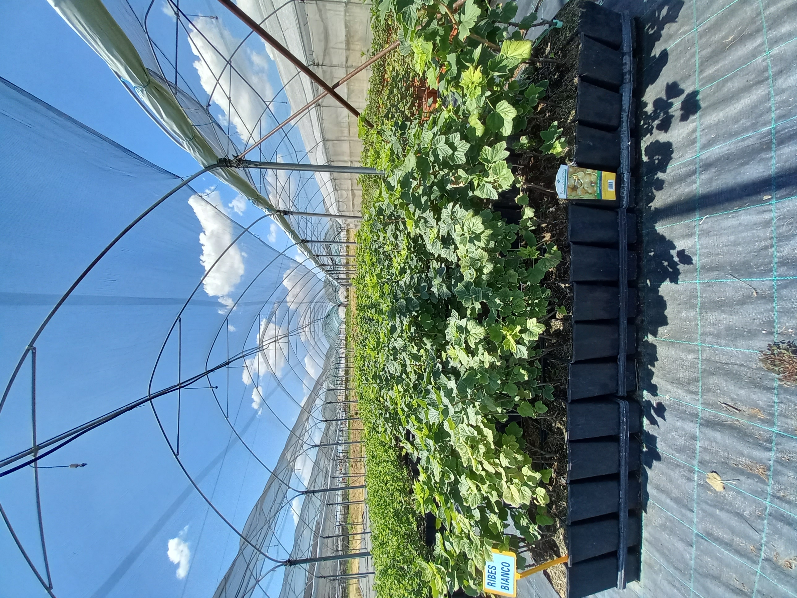 Ribes vaso 2L campo 1